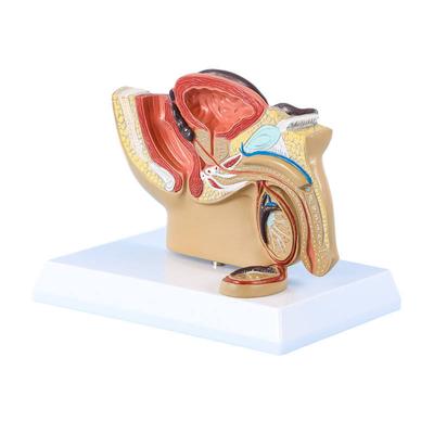 Advanced Pvc Male Organ Model Pelvis Model Male Pelvis Anatomy Model