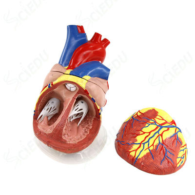 Advanced Medical Science Anatomical Model Human Heart Model