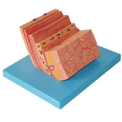 Anatomical Model Stomach Hierarchical Anatomy Enlarged Gastric Wall Human Organ Model Human Digestive System Model