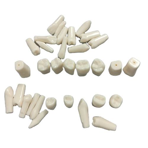 Wholesale Replacement Full Dental Teeth Model Resin Training Dental Model Teeth Replacing Typodont Teeth Model