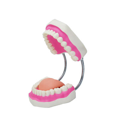 6 Times Dental Model Teeth Magnification Dental Training Models Brushing Flossing Practice Dental Tooth Model