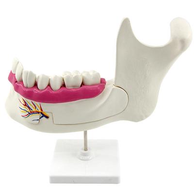 Dentition and Molar Anatomical Model Plastic Dental Jaws Teeth Model Junior High School Biology Teaching Scientific Instrument