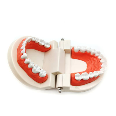 Dental Lab Typodont Model Demonstration Teeth Model False Dental Teeth Training Models for Brush Training and Practice