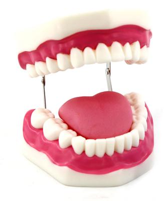 6 Times Teeth Model Dental Educational Equipment Training Brush Teeth Model Anatomy Model