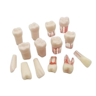 Dentist Exam Practice Oral Root Ca -nal Extracorporeal Teeth Resin Filled Pulp Cavity Teeth Teeth Simulation