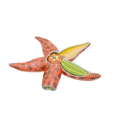 Teaching Equipment Marine Biological Model Teaching Aids Education Mode