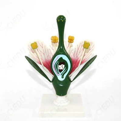 Medical Anatomy Educational Flower Plant Model Biology Teaching Medical Education Flower Plant Model