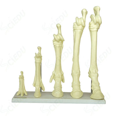 Animal Horse Leg Skeleton Model Biology Animal Skeleton Horse Leg Model Anatomy Horse Leg Model