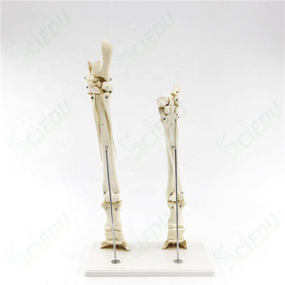 Medical Anatomical Horse Leg Model Teaching Resource Animal Skeleton Model Animal Horse Leg Model