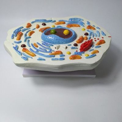 Animal Cell Models Microscopic Structures Biology Model School Teaching AIDS Student Learning Demonstration Models