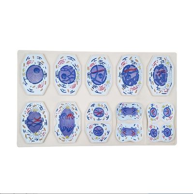 Mitosis Animal Plant Cells Model Meiosis High School Biological Cell Division Teaching AIDS Biology Model Human Anatomy Model