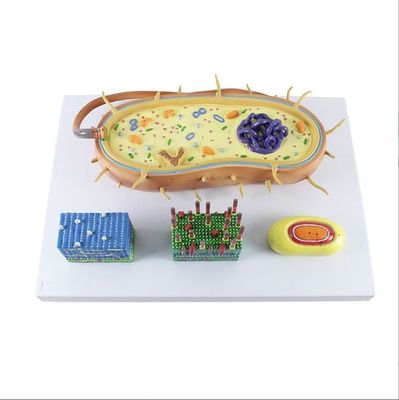 Pathogenic Bacteria Model Medical Science Teaching Resource Biology Human Anatomy Model