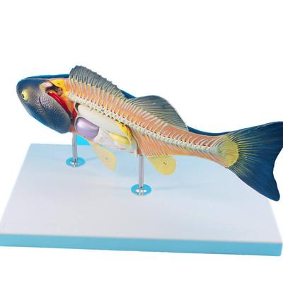 Perch Anatomical Model Scientific Teaching Experiment Veterinary Model Biological Model Teaching Aids