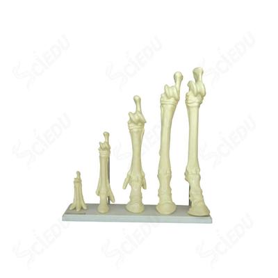 Medical Animal Model Evolution Horse Leg Skeleton Model Medical Science Animal Organ Human Anatomy Model
