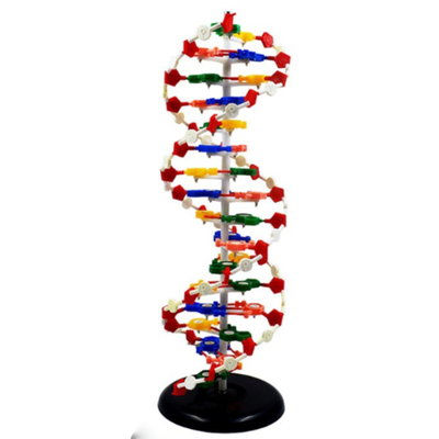 Medical Care Equipment Science Plastic Dna Model Kit for Biological Education