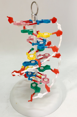 Medical Demonstration DNA Model Human Protein DNA Structure Model DNA PVC Model for Education