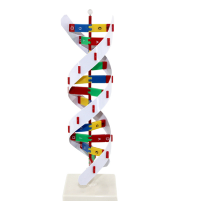 Science Dna Structure Model 23x22x68.5cm Education Plastic Model for Biology