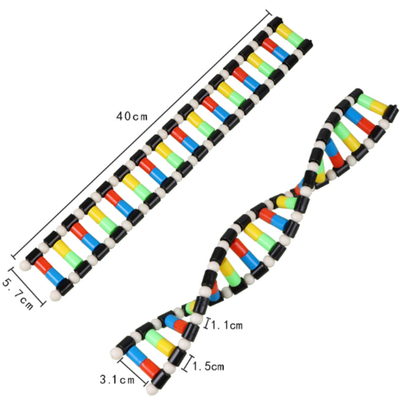 Science DNA Molecule Structure Biological Model Dna Pvc Model Learning Toys for Kids