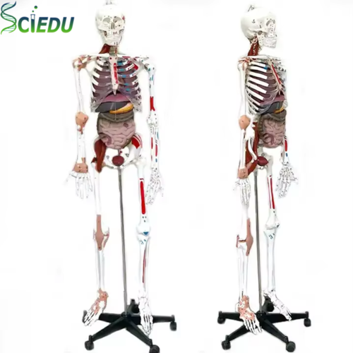 Visceral Muscle Model Ligament Human Skeletal Model Medical Anatomy Model Medical Science Teaching Equipment