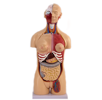 85cm 23 Parts Factory Medical Science Antomy Human Body Torso Model Female Male Teaching Resource Anatomical Torso Anatomy Model