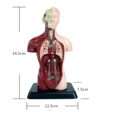 Body Model Anatomy Anatomical Medical with 20 Dissectible Parts for Teaching