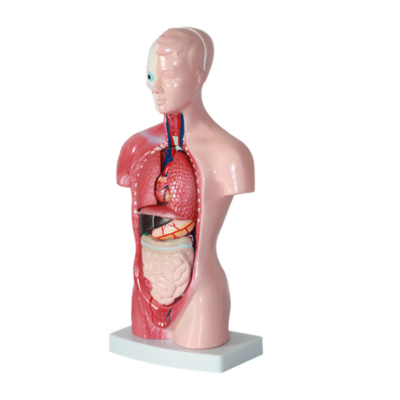 High Quality Human Torso Body Anatomy Model 19 27 Parts Organ Structure Model Human Torso Model