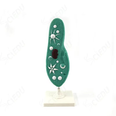 Anatomy Educational Plant Cell Model Biology Teaching Medical Education Plant Cell Models Biology Plant Cell Model