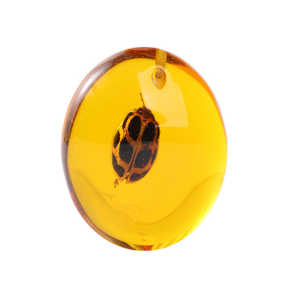 Sciedu Custom 100 Different Insects Specimen Collection Real butterfly Specimen and Specimen Car