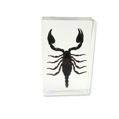 Sciedu Custom Entomology Specimens Natural Crystal Stone Resin Insect Specimen for Teaching