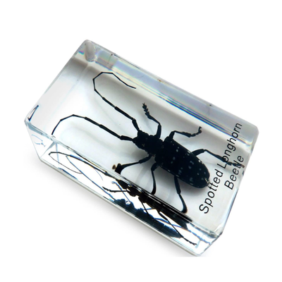 Factory Custom Frog Development Specimen Biological Specimen of Fish for Teaching Education