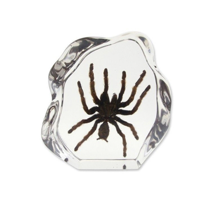 Hot Selling Customizable Natural Resin Microbiological Specimen Transparent Crystal Resin Insect