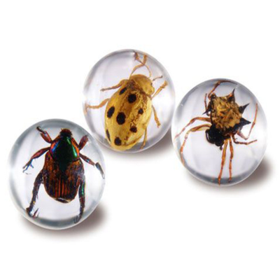 Small Animal Real Insect Frog Life Preserved Biological Specimens Glass Specimen Jar