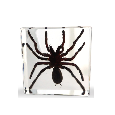 Sciedu Custom Biology Science Bugs Real Insect Specimen Container Mineral Specimen for Children'