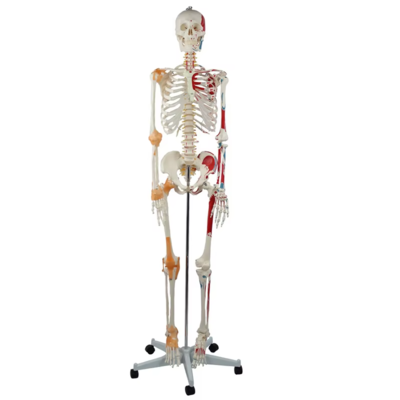 180cm Colored Human Skeleton Model Anatomy Model Human Body Skeleton Model Painted for Science Teaching