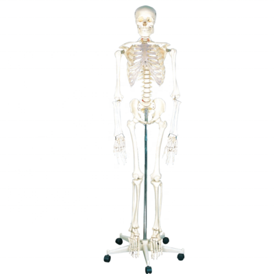 Anatomy Skeleton Model Human Plastic Skeleton