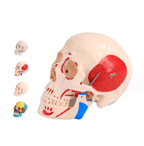3 Parts Skull Anatomy Model Human Body Hot Selling Human Anatomy Skull Model Medical Anatomical Skull Models