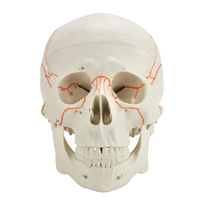 Good Quality Skull Model Teaching Aids Natural Size Anatomy Human Body Skull Model Medical Science Human Skull Anatomical Model