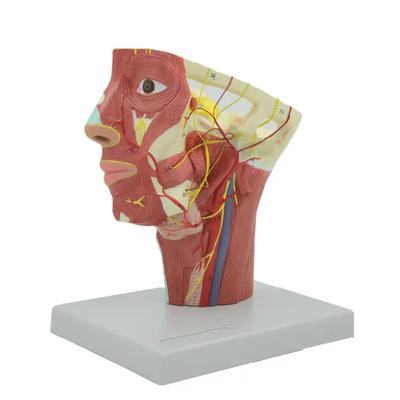 Head Vein Enlargement Model Medical Appliance Head Meridian Science Instrument Model Medical Science Teaching Anatomy Model