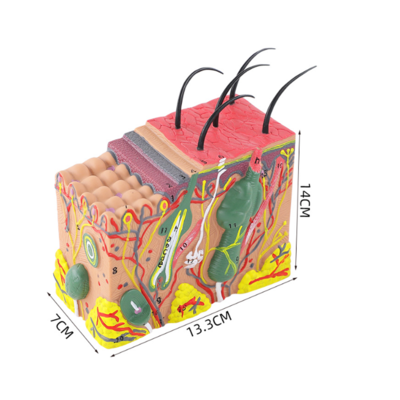 Best Selling Anatomical Human Skin Anatomy Model 3d Skin Model for Science Study