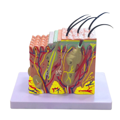 Best Selling Anatomical Human Structure Skin Anatomy Model Practice Skin Tattoo Breast Skin Practice Model
