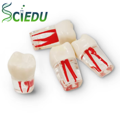Dental Oral Teaching Resin RCT Tooth Exercises Pulp Cavity Simulation Teeth Model Human Anatomy Model