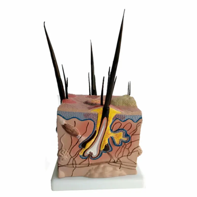 Dog Skin Model Veterinary Anatomy Model