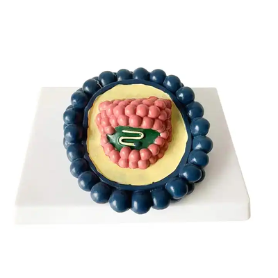 Medical Science Teaching Equipment Viral Model Adenovirus Phage Combination Viral Model Biological Model Teaching Aid