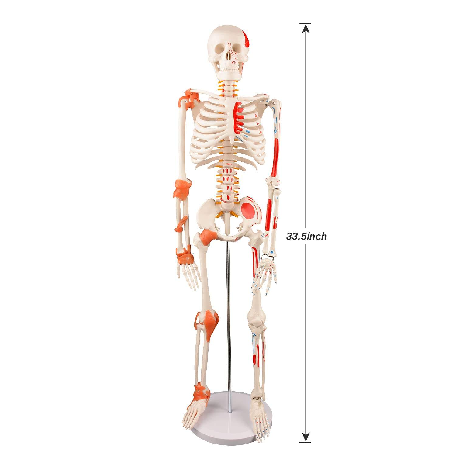 Teaching Resource Anatomy Human Skeleton Model 85cm Human Skeleton ...