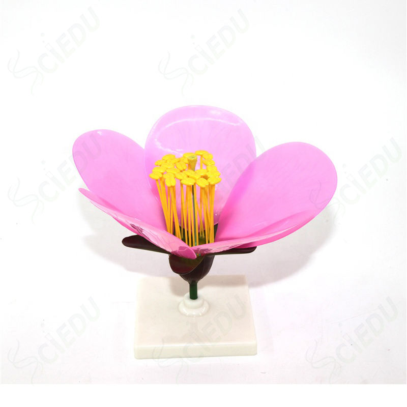 Medical Science Teaching Aids Anatomy Educational apple Flower Plant ...